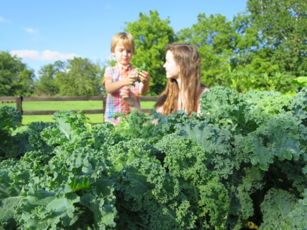 How to make crispy, delicious kale chips @ frugal-mama.com