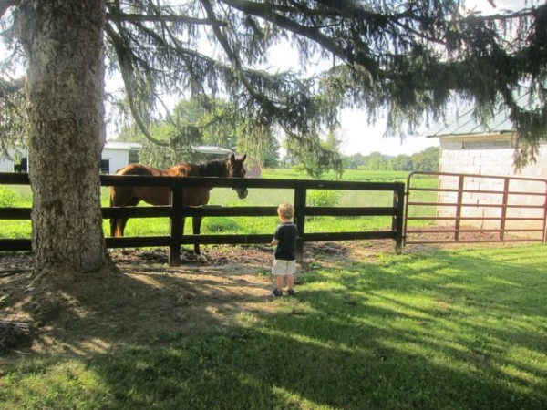 Toddler boy at fence with horse at farm in the countryside of Ohio