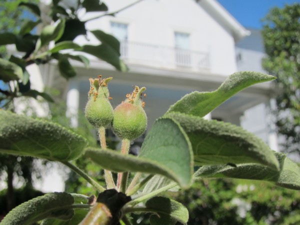 A front yard mini-orchard is born