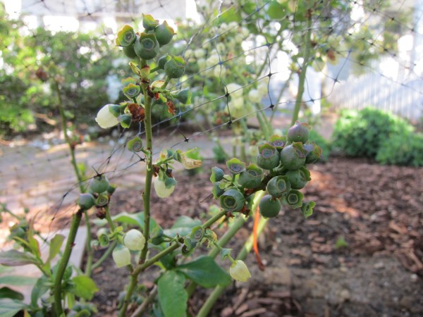 Blueberries growing in a front yard garden