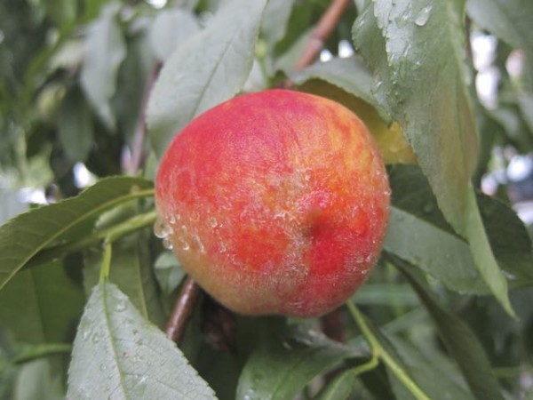 A peach ripening in a front yard orchard in Washington, D.C., from How to Know What to Grow in Your Garden @ Frugal-Mama.com