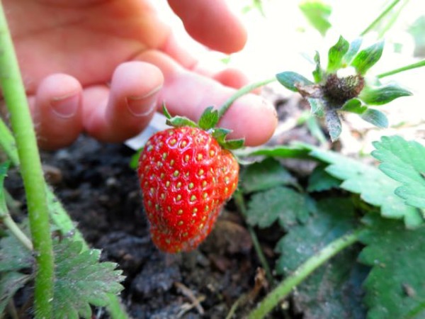 Strawberries growing in a front yard plot, from How to Know What to Grow in Your Garden @ Frugal-Mama.com