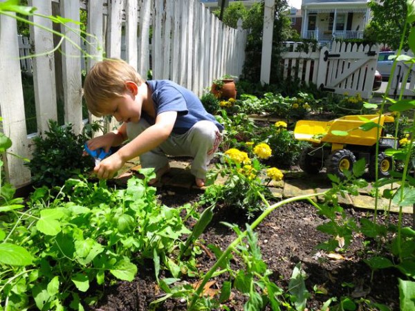 Spinach harvesting in a dumptruck, from How to Know What to Grow in Your Garden @ Frugal-Mamac.com