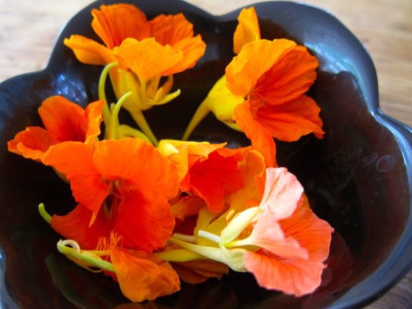 Edible Nasturtium flowers, from How to Know What to Grow in Your Garden @ Frugal-Mama.com