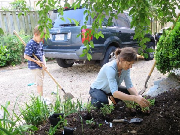 We planted alpine strawberries along a rock border, because they can take some shade and they don't spread all over like garden strawberries.