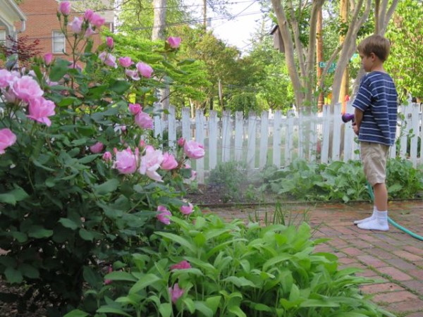 Mark watering the vegetable garden and new fig tree.