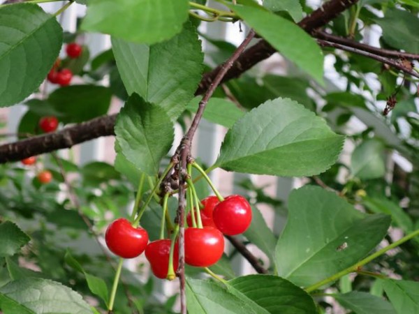 Sour cherries from our Montmorency cherry tree were abundant this year.