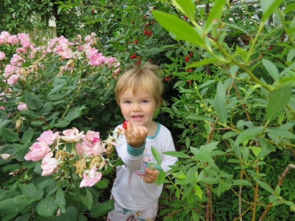 PIcking cherries from our Montmorency sour cherry tree. We had enough to make a pie this year!