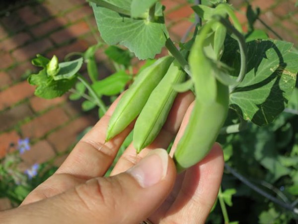 Sugar snap peas were a good crop this year for healthy snacking. The key was to plant the seeds as soon as the ground could be worked in late winter.