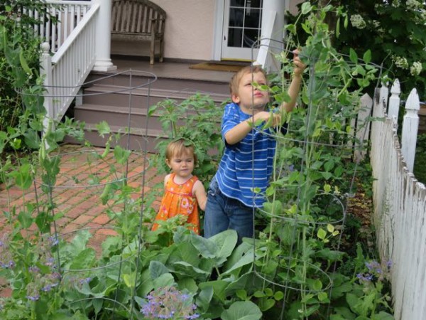 Sugar snap peas were a good crop this year for healthy snacking. The key was to plant the seeds as soon as the ground could be worked in late winter.