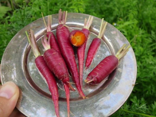 Baby purple carrots are orange inside and taste a tiny bit spicier than regular carrots.