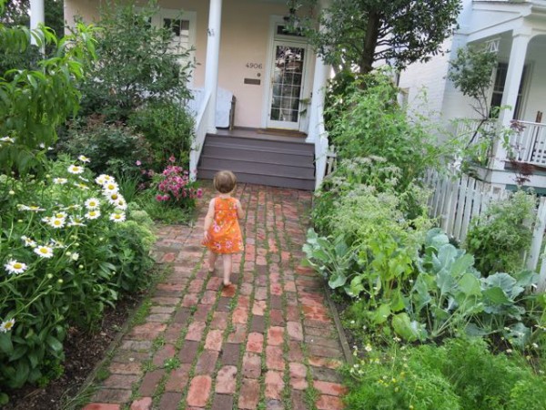 Front yard garden with daisies, chamomile, kohlrabi, purple carrots, borage, and sugar-snap peas.