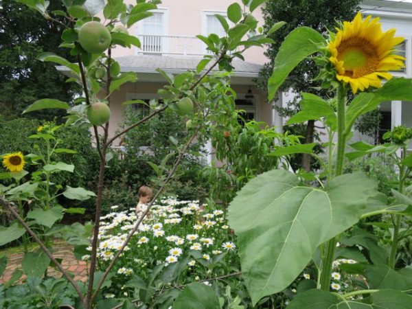 Sunflowers were surprise guests in our garden this year, apparently planted by birds among the apples, peaches, and daisies.