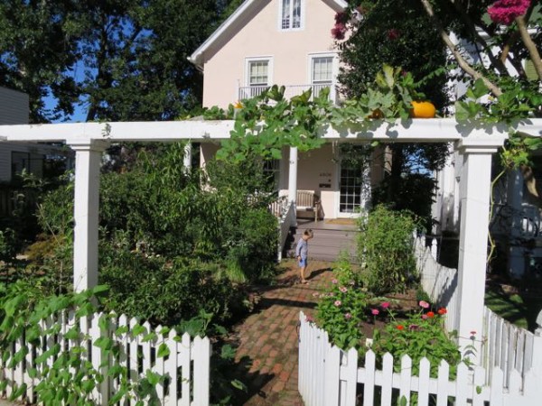 Pumpkins are climbers and can be trained to grow up fences, trellises or arbors, like this one