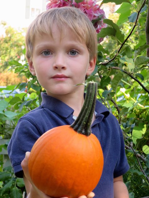 Pumpkins that grew from last fall's planting of jack-o-lantern seeds