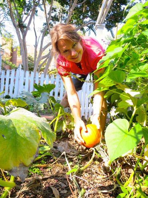 Pumpkins that grew from last fall's planting of jack-o-lantern seeds