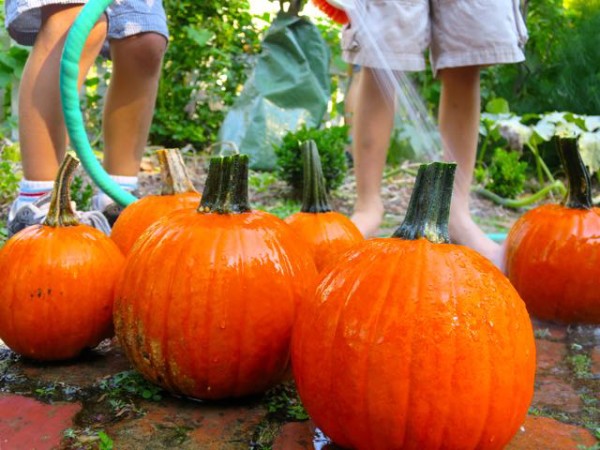 Pumpkins grown from last year's jack-o-lanterns