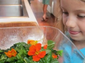 We’re Eating Flowers: Our 3 Favorite Recipes, by Virginia Suardi (8 years old) Thumbnail