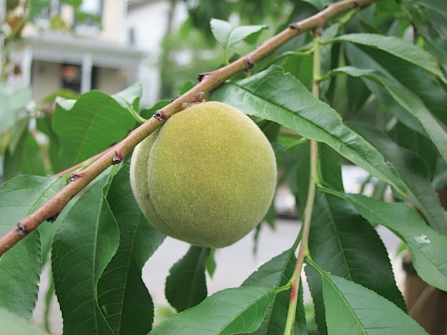 16 Edible Plants That Are Thriving in Our Front Yard Garden (and 3 That Are Not) Thumbnail