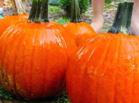 Plant Your Jack-o-Lantern Seeds after You Carve the Pumpkin